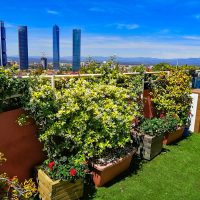 Mantenimiento del jardín en una terraza en Madrid