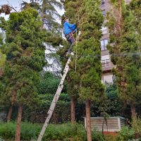 Poda de árboles, para mejorar su estructura después del paso de la nevada de filomena en Madrid