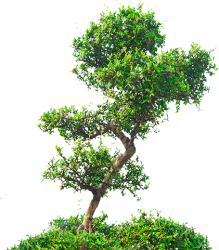 tree-1.png